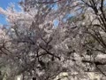 桜咲く 渡良瀬渓谷鉄道の旅