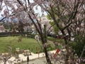 桜が咲く公園